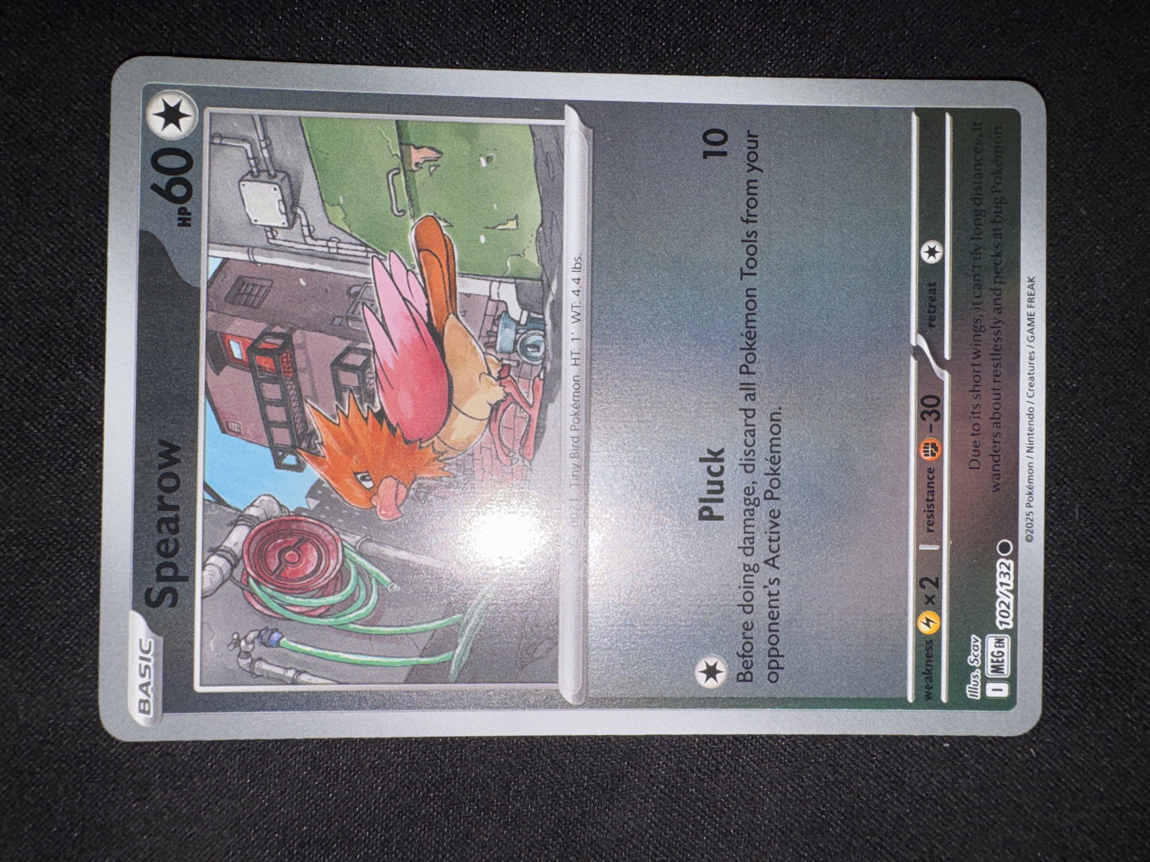 Spearow from Mega Evolution